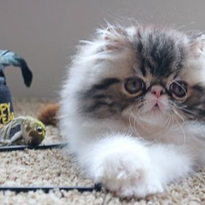 Meet your Posher, Valerie